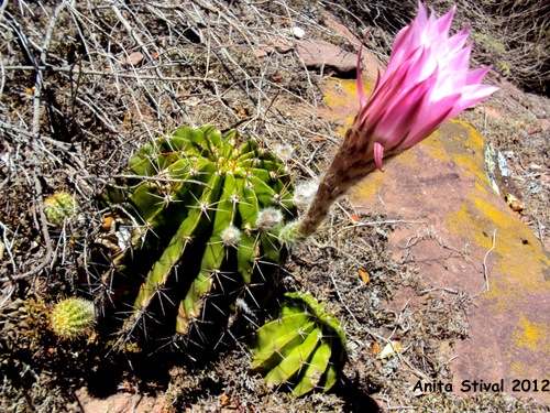 Echinopsis oxygona