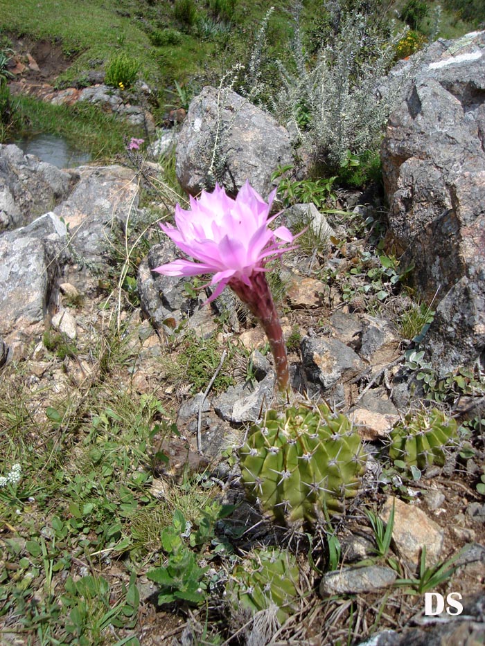 Echinopsis oxygona