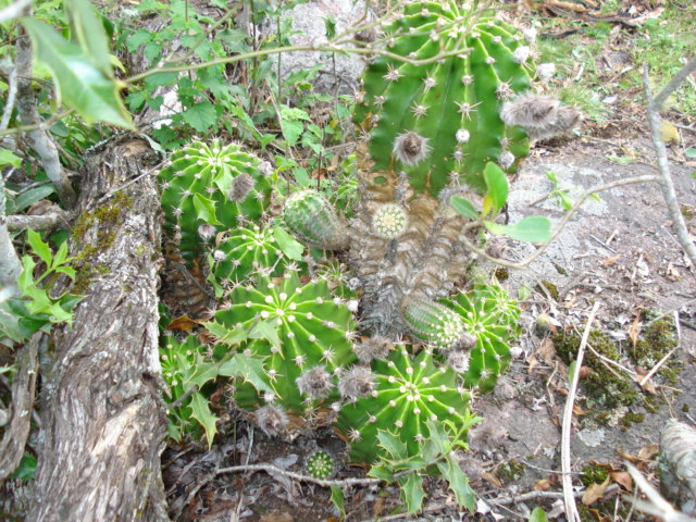 Echinopsis oxygona