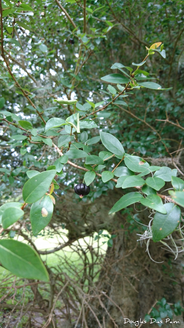 Eugenia uniflora