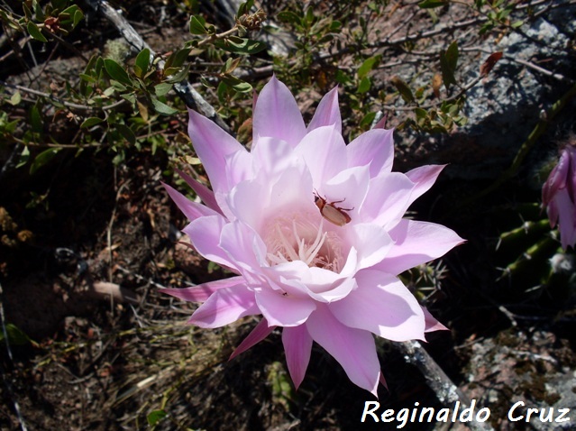 Echinopsis oxygona