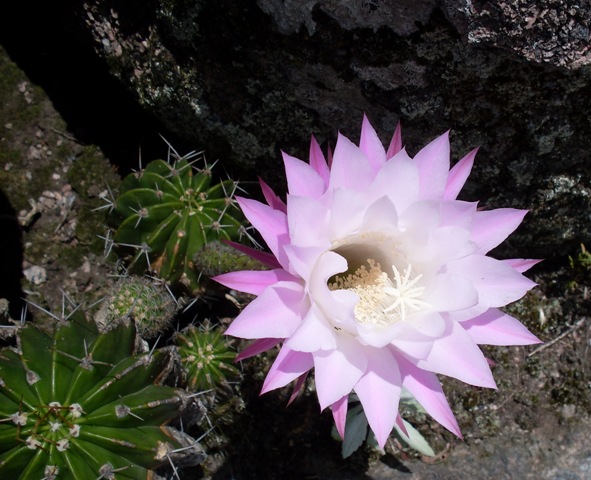 Echinopsis oxygona