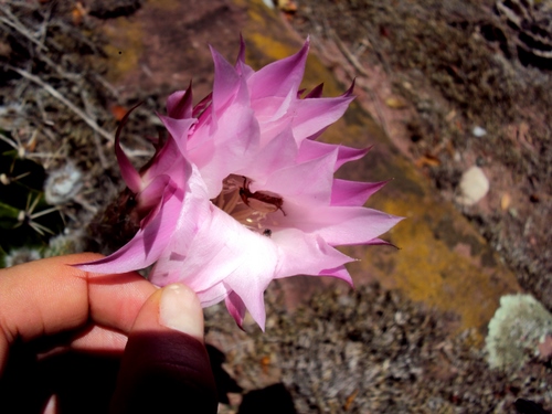 Echinopsis oxygona