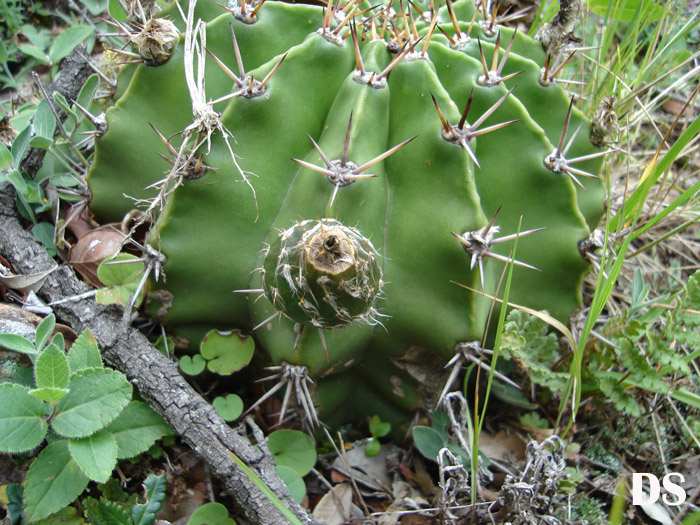 Echinopsis oxygona