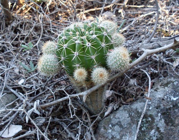 Echinopsis oxygona