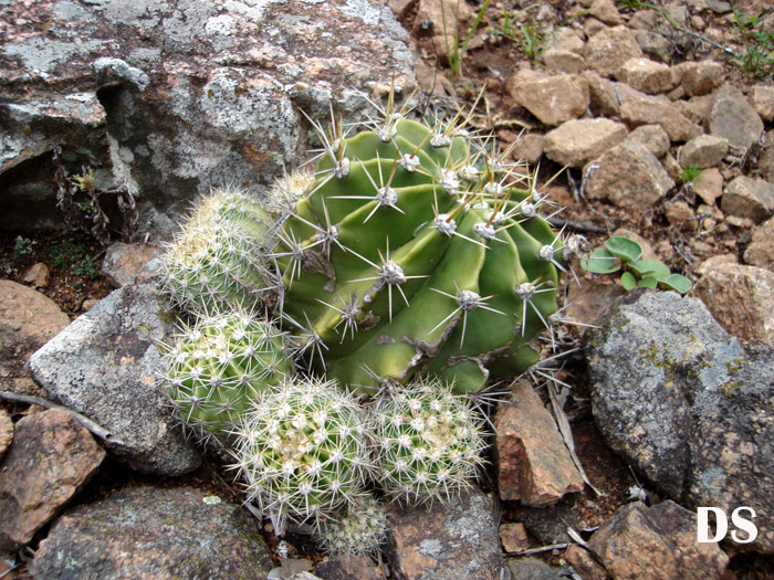 Echinopsis oxygona