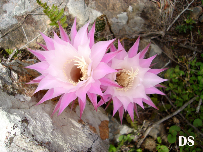 Echinopsis oxygona