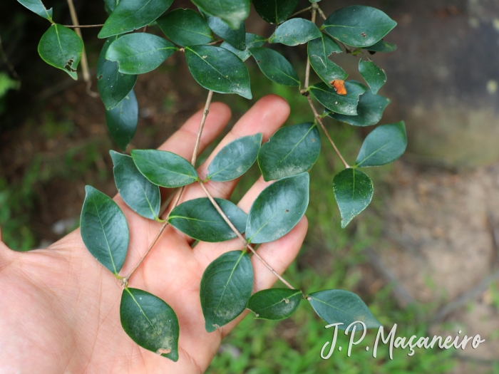 Eugenia uniflora