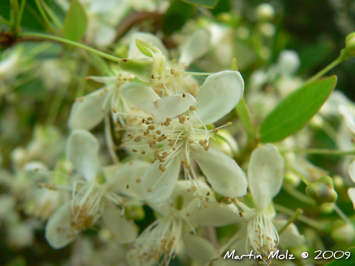 Eugenia uniflora