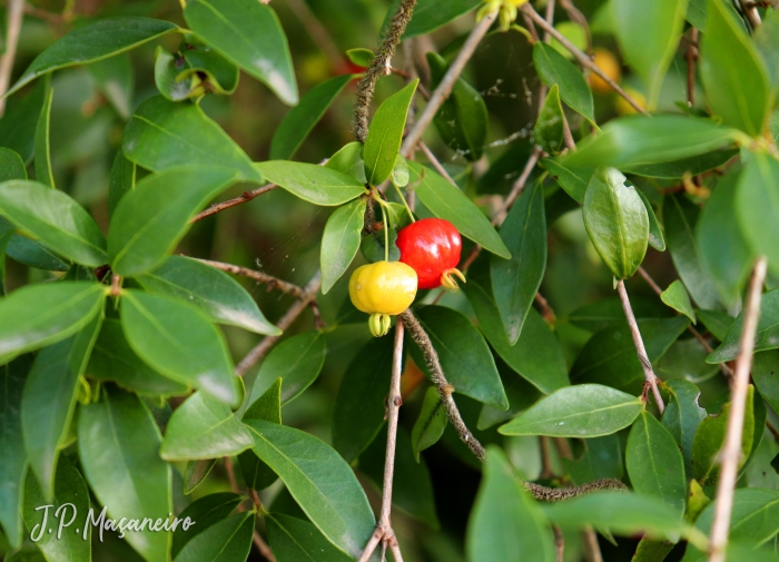 Eugenia uniflora