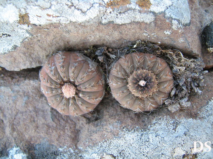 Frailea castanea