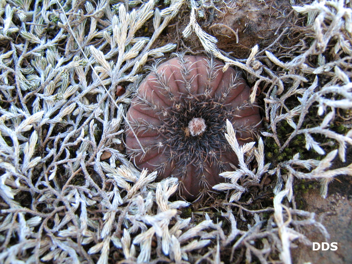 Frailea castanea