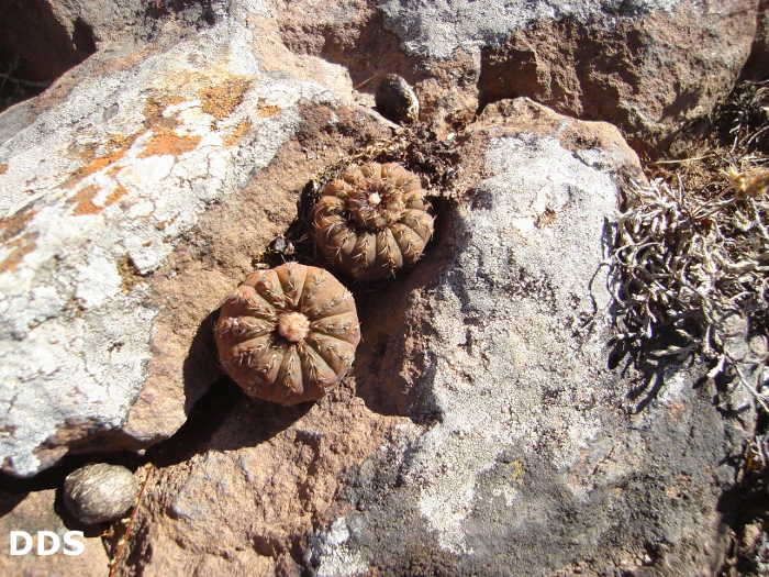 Frailea castanea