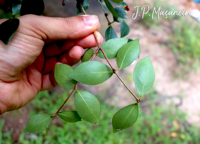 Eugenia uniflora