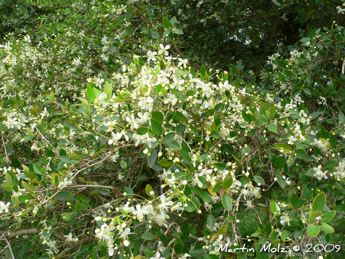 Eugenia uniflora