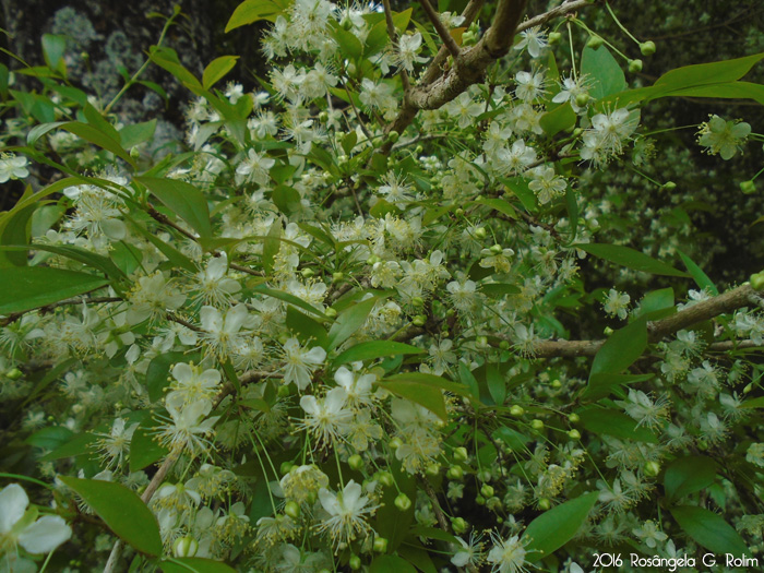 Eugenia uniflora