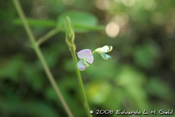 Desmodium uncinatum