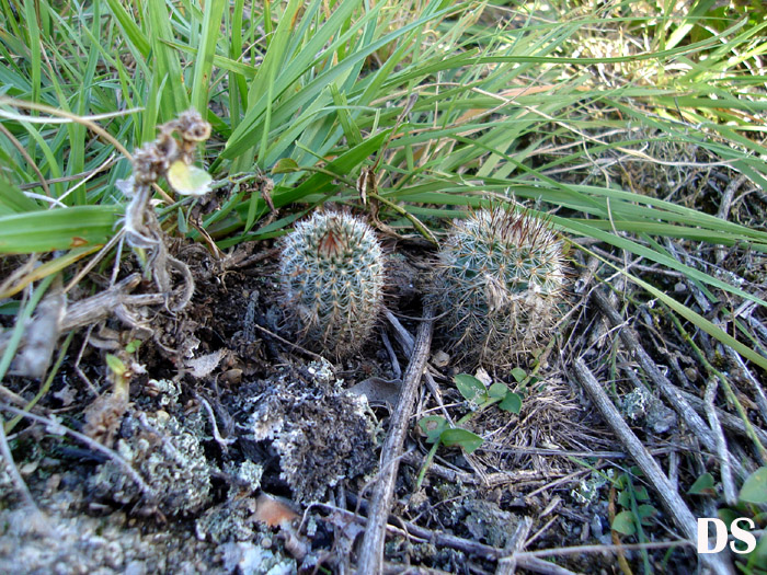 Frailea gracillima