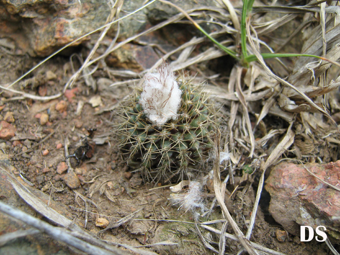 Frailea mammifera