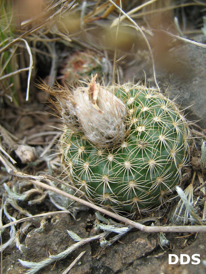 Frailea pumila