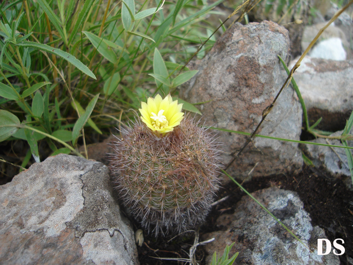 Frailea pumila