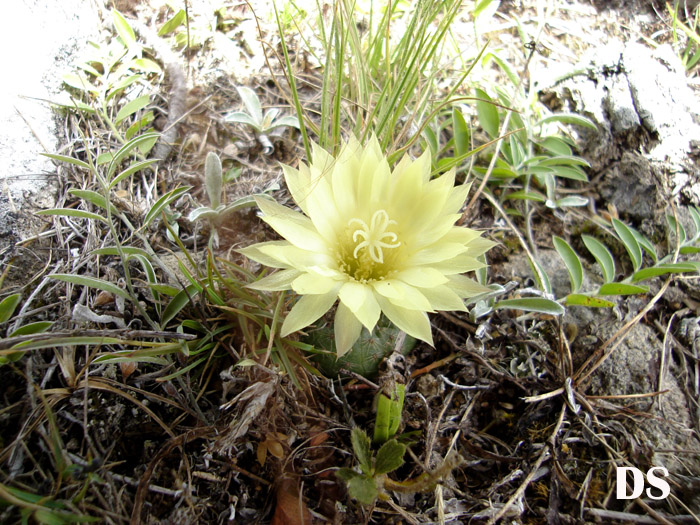 Frailea pygmaea