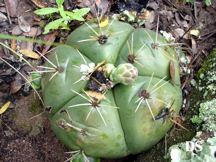 Gymnocalycium horstii