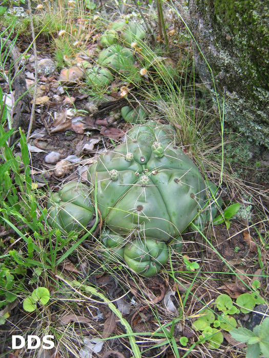 Gymnocalycium horstii