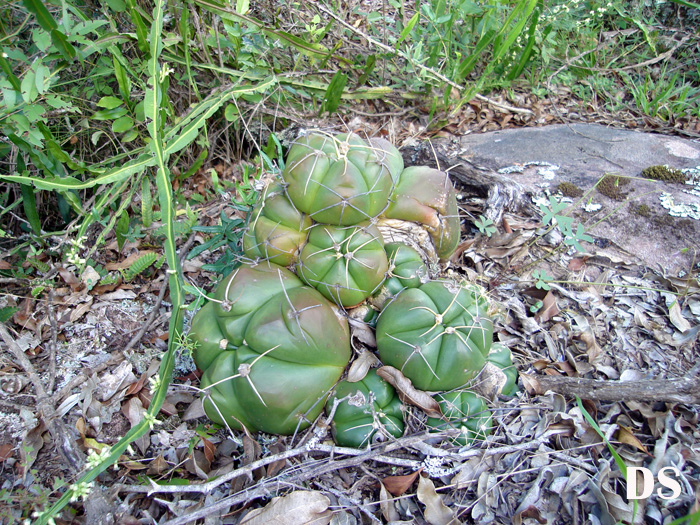 Gymnocalycium horstii