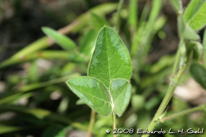 Desmodium uncinatum