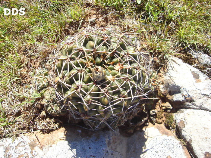 Gymnocalycium uruguayense