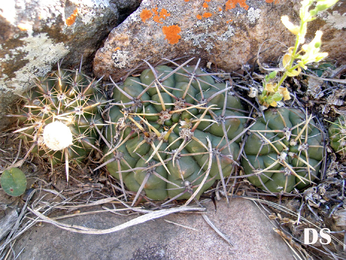 Gymnocalycium uruguayense