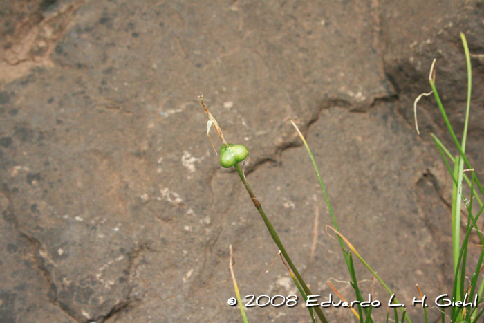 Zephyranthes fluvialis