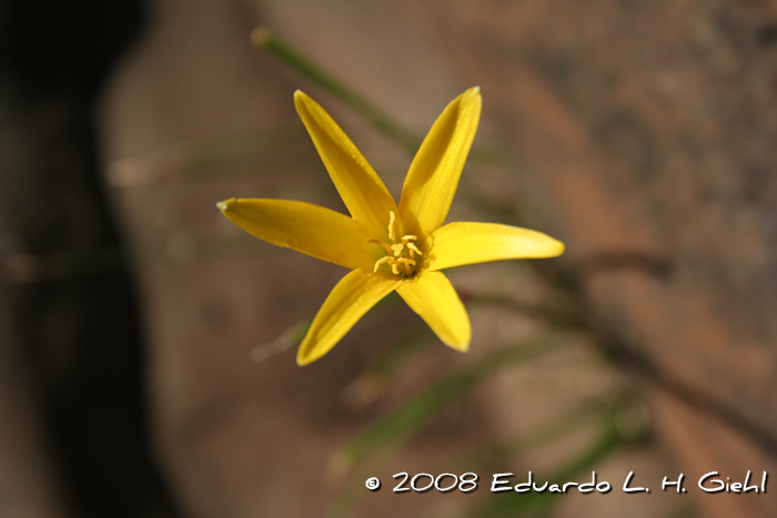 Zephyranthes fluvialis