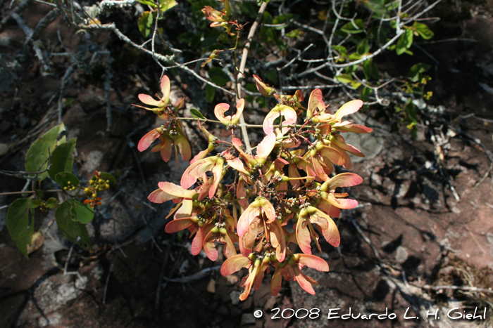 Heteropterys syringifolia