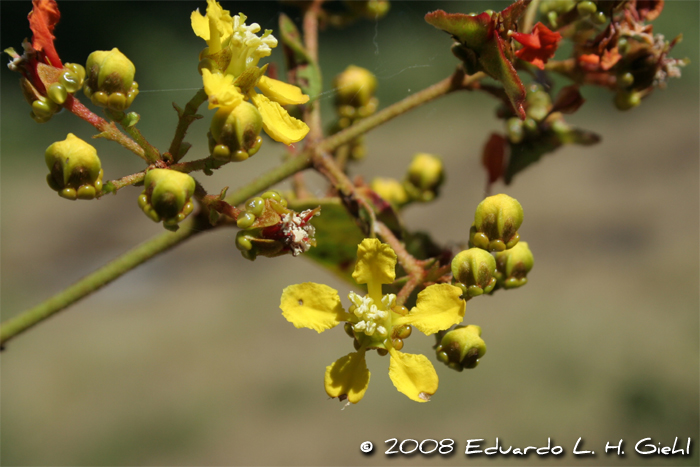 Heteropterys syringifolia