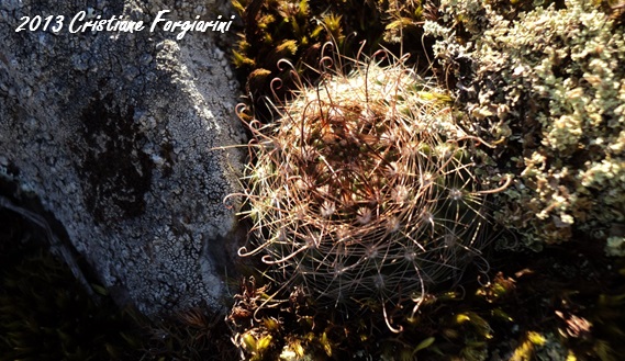 Parodia alacriportana