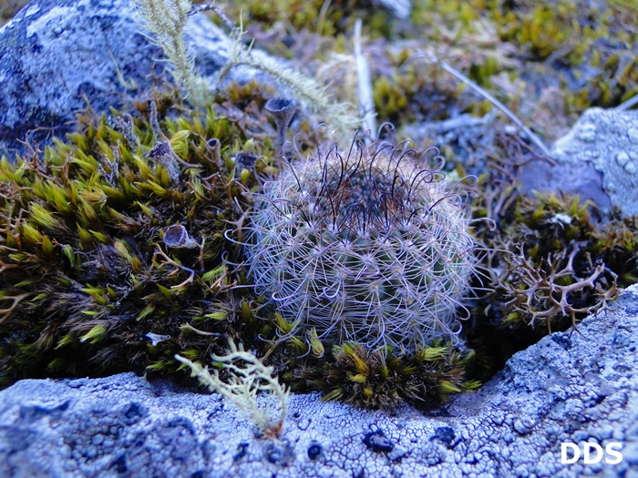 Parodia alacriportana