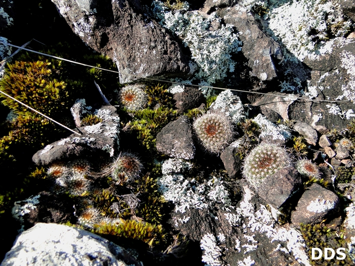 Parodia alacriportana