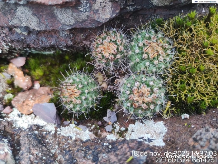 Parodia alacriportana