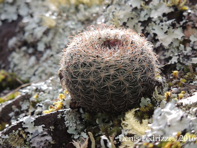 Parodia alacriportana