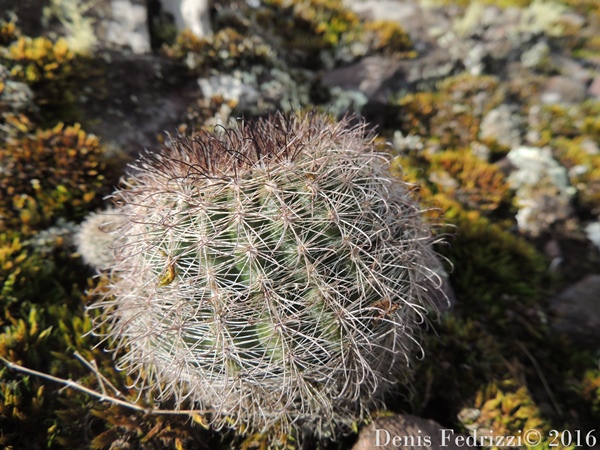 Parodia alacriportana