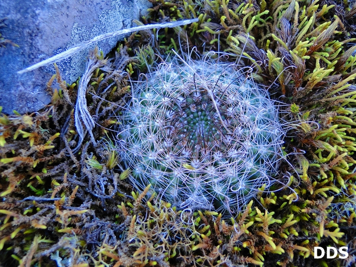 Parodia alacriportana