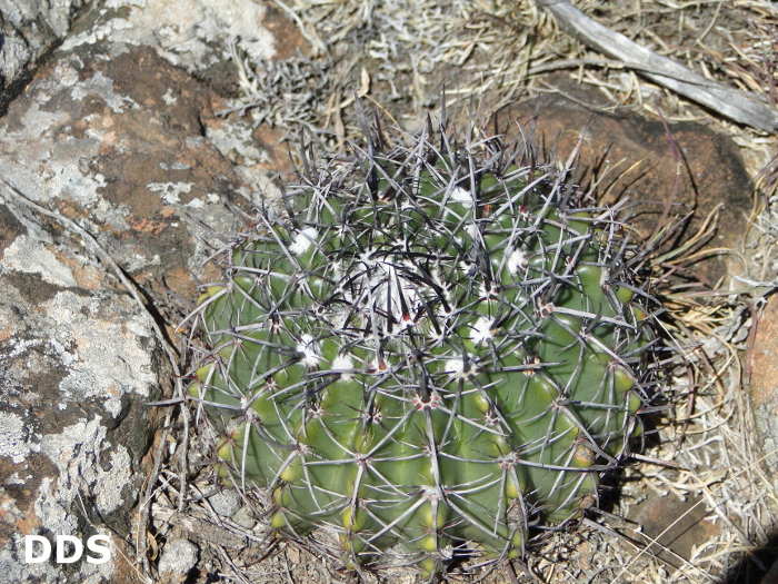 Parodia allosiphon