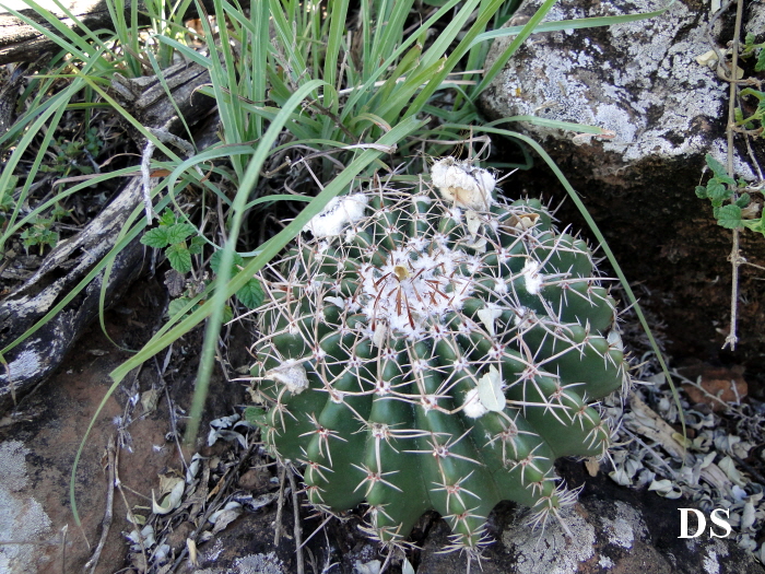 Parodia allosiphon