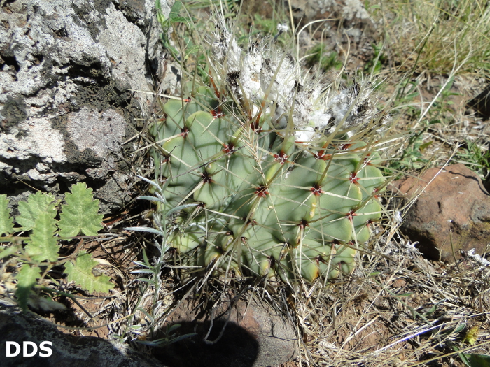 Parodia buiningii