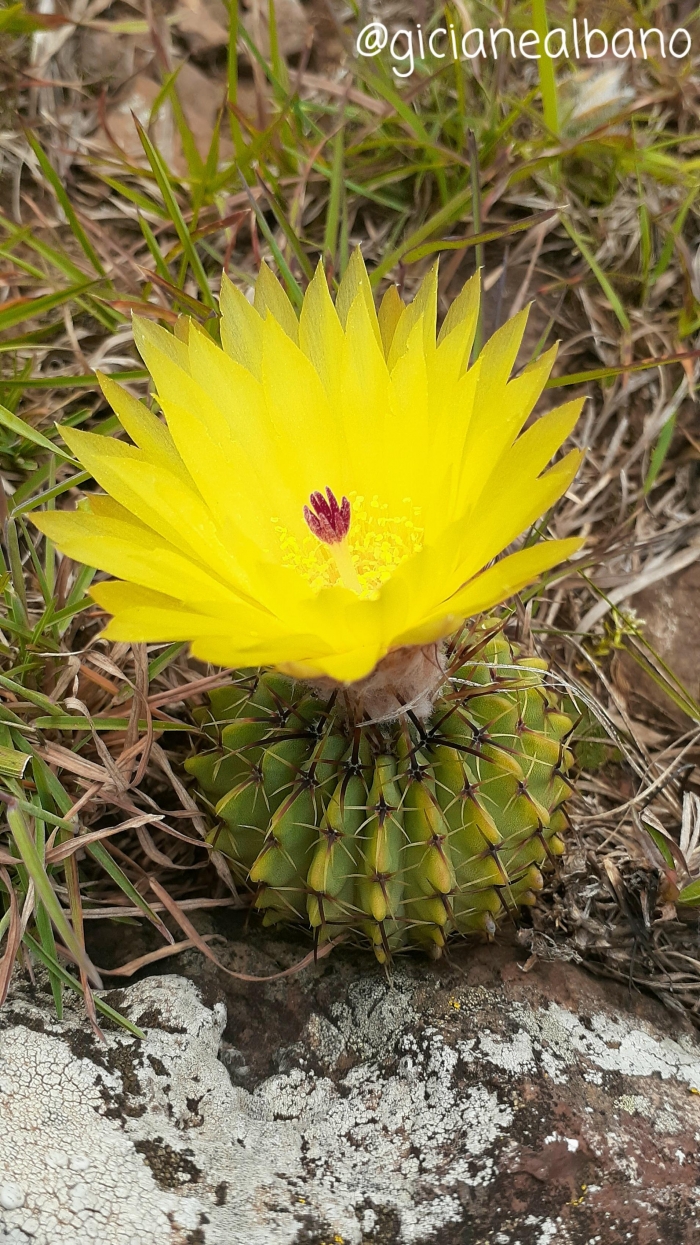 Parodia buiningii