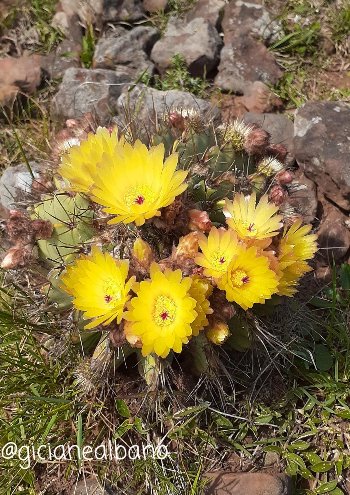 Parodia buiningii