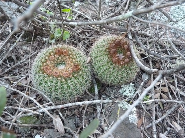 Parodia concinna