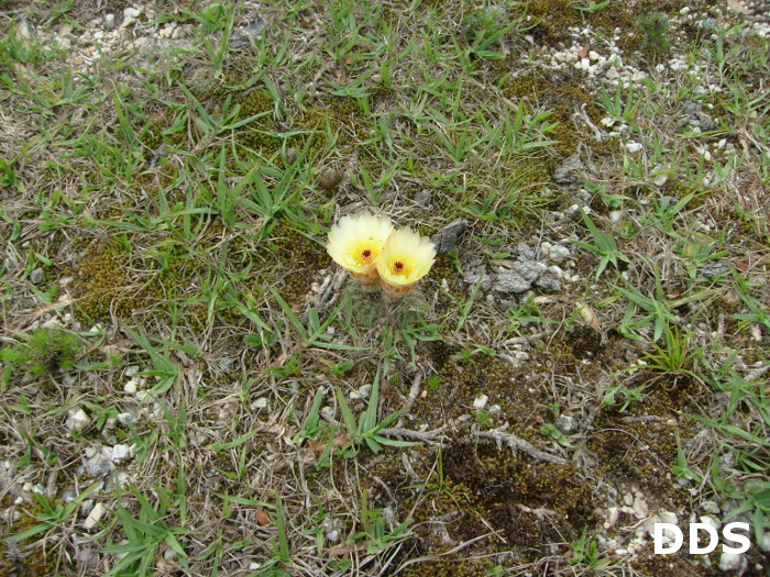 Parodia concinna